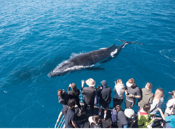 A group of tourists on a whale watching boat trip with a humpback whale in front of the boat 