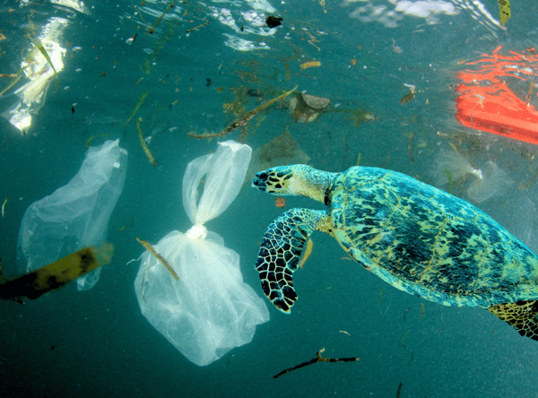 A sea turtle swimming amongst plastic waste in the ocean