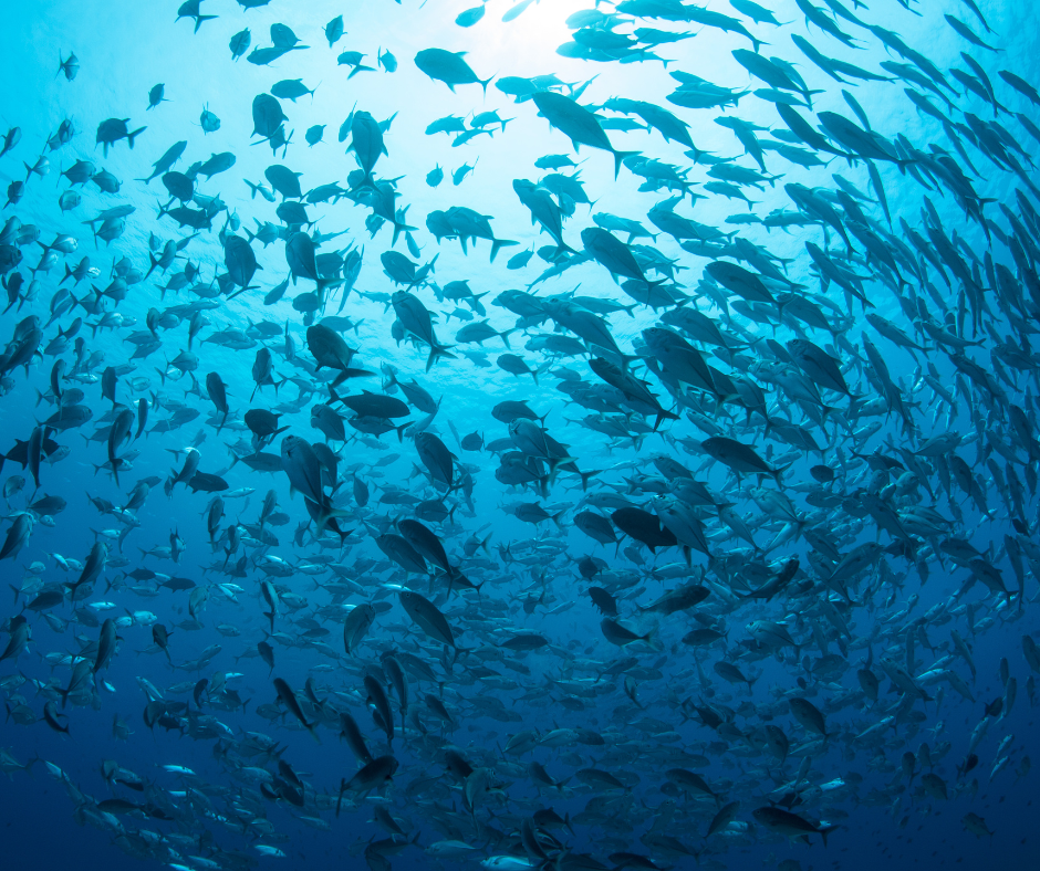 A school of fish in the ocean